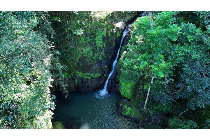 Montellanos Puerto Rico Cidra
