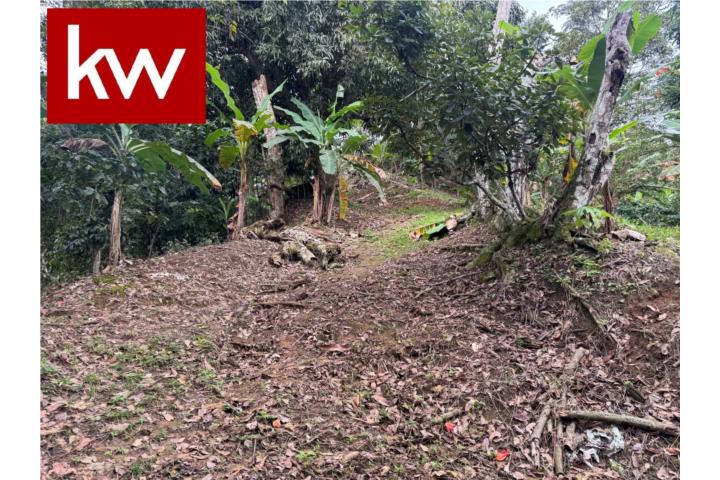 Hermosa propiedad de 5 cuerdas de terreno ubicadas en el Bo Montes Llanos de Ponce.