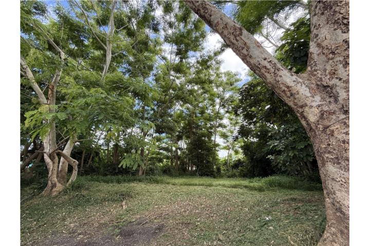 1,446 m² Lot on Main Road in Añasco