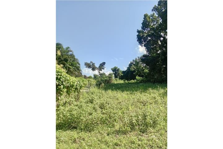 Colinas de Luquillo solar