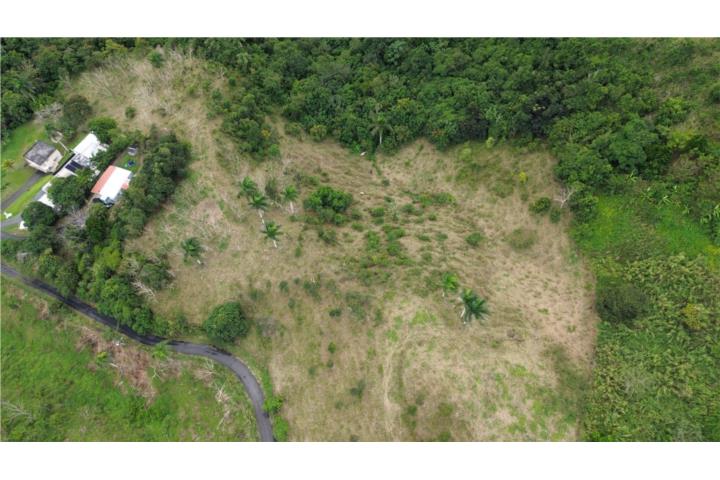 Finca 4.5 Cuerdas en Cidra: Mucho Potencial