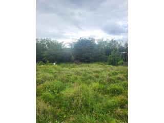 solar de 2122 mt llano Bo ceiba LP
