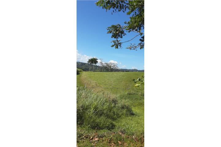 Corozal PR Land 17+ Acres Investment