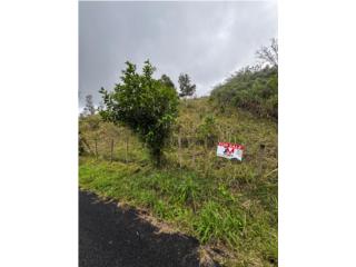 Finca 2.39 Cuerdas en Cidra: Mucho Potencial