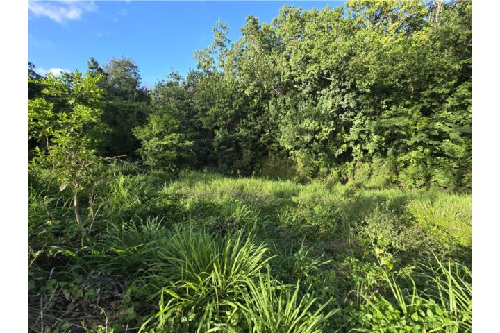 Lot in Cedro Arriba, Naranjito