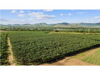 Lot B For Sale in Salinas, PR