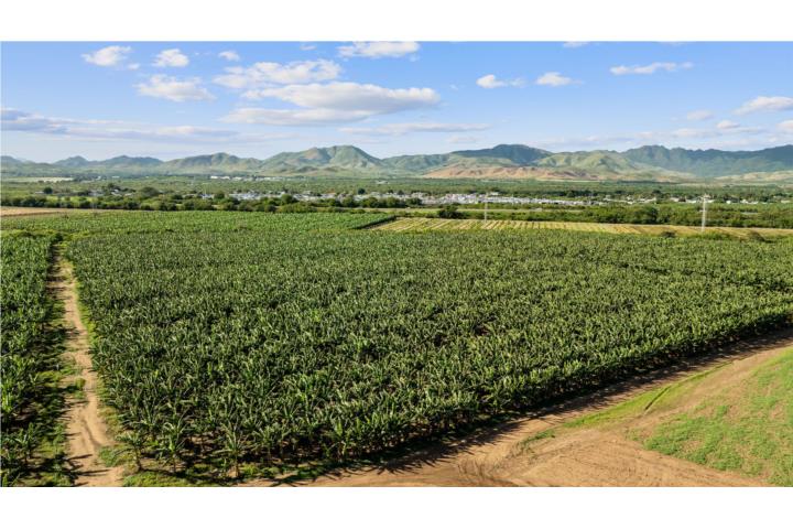 Lot B For Sale in Salinas, PR