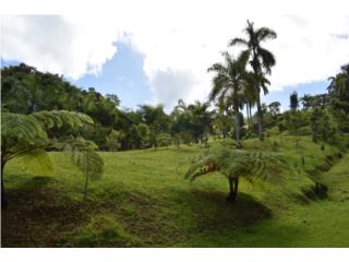 EXTRAORDINARIA FINCA CERRO LAS MEZAS MAYAG�EZ