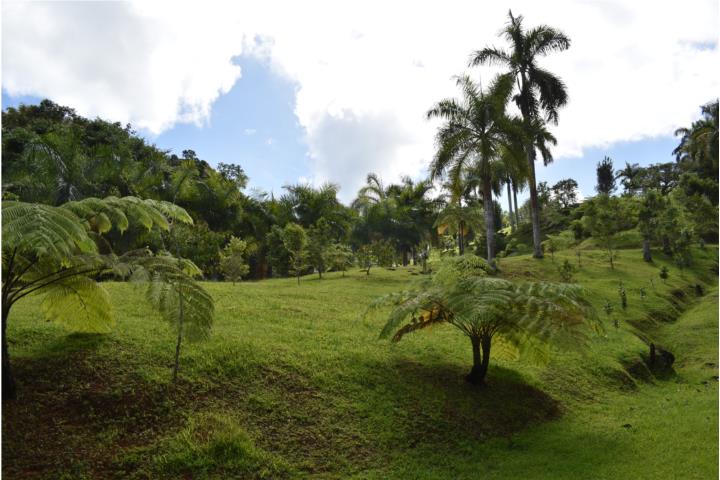 EXTRAORDINARIA FINCA CERRO LAS MEZAS MAYAGÜEZ