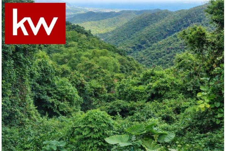 BO. LAS PALMAS, FINCA EN GUAYAMA