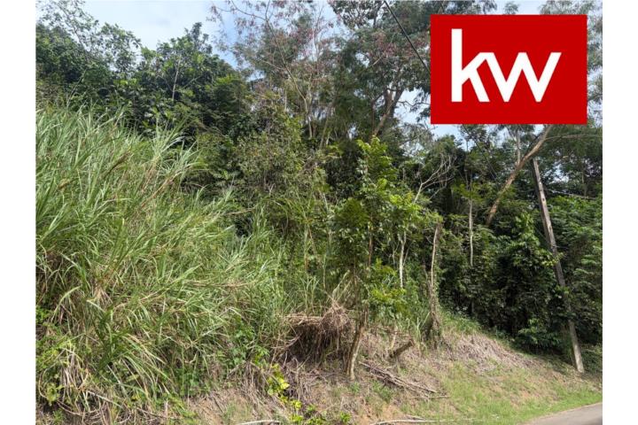 BO. BUENA VISTA, TERRENO EN BAYAMON