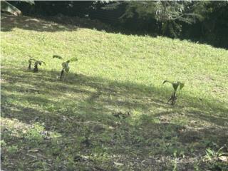 TERRENO DISPONIBLE  RIo 1,954.72 mts $95k