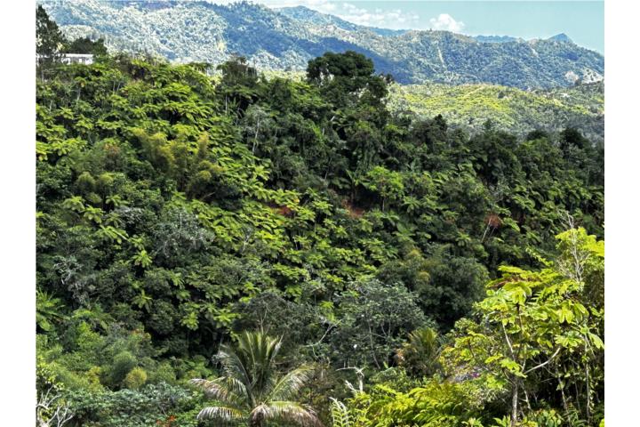 Finca de 25 cdas.
