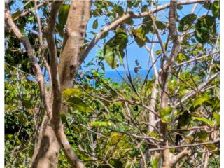 Roble Valley - Cocoloba 1,921m2 $210,000