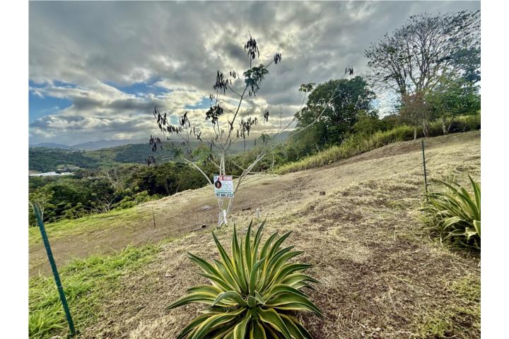 TERRENO EN VENTA – $72,000 Campo Bello, Cidra, PR Hermoso terreno de 1,432.