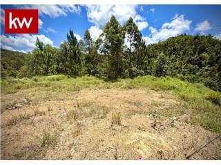 BO. CERCADILLO, TERRENO EN CAYEY