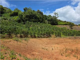 39-acre farm located Bo. Santa Isabel, Utuado