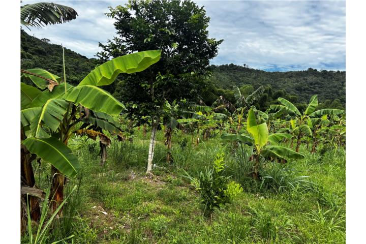 Farm in Rio Prieto, Lares