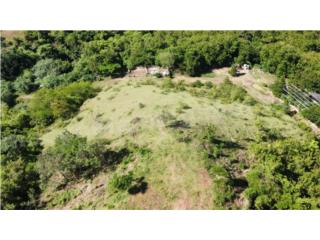Finca de 3.98 Cuerdas... �Excelente Precio!