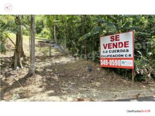 Finca de 9.96 Cuerdas - �Ven a verla!