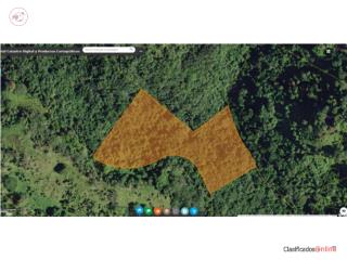  Lot located in Bo. Gurabo Abajo, Juncos