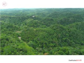 Puerto Rico - Bienes Raices VentaFINCA DE 14.5 CUERDAS EN ISABELA Puerto Rico
