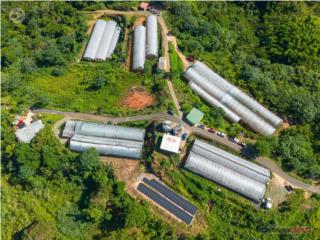 37 cuerdas de terreno produciendo
