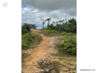 Espino Puerto Rico