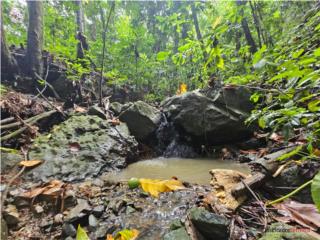 Finca 14.4 Cuerdas en Maizales | Cerc...