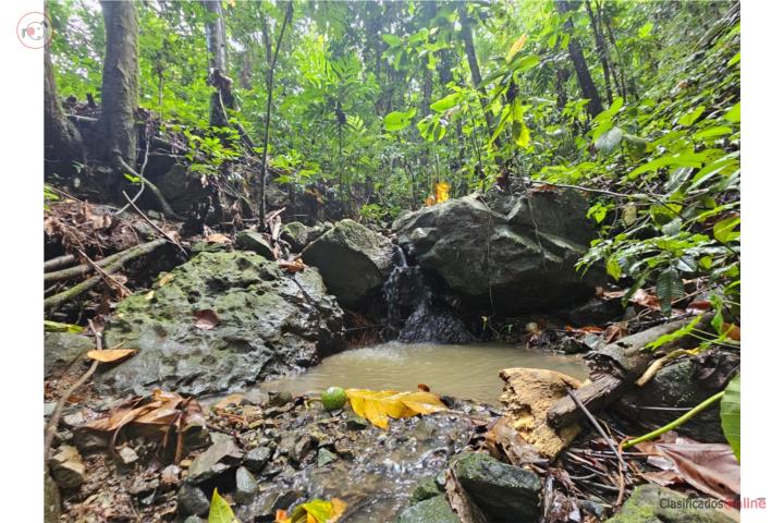 Farm in Maizales, Naguabo