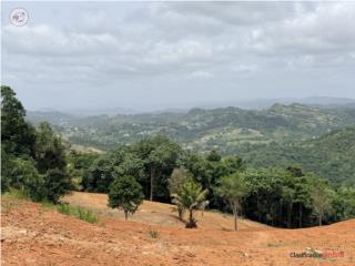PALO HINCADO, BARRANQUITAS