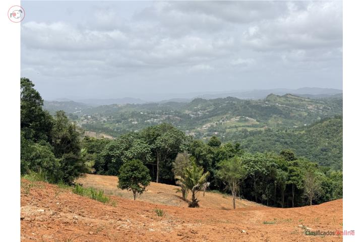 PALO HINCADO, BARRANQUITAS