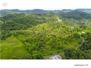 Bo. Mariana, Naguabo | 20 Cuerdas de ...