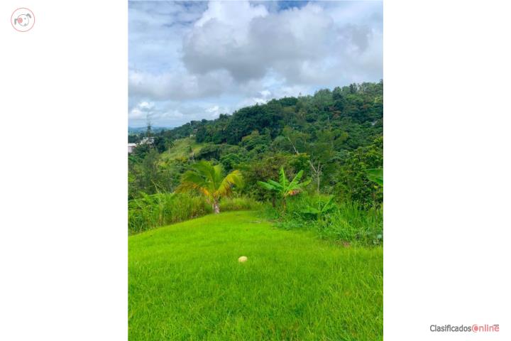 Farm in Guavate, Cayey