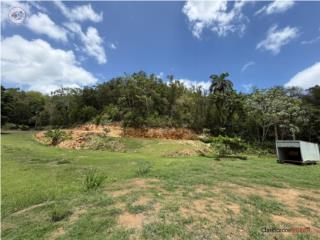 FINCA 5.9 CUERDAS EN VEGA BAJA