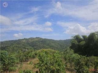 FINCA 20.52 CUERDAS EN BO. POZAS, CIA...