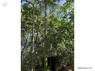 Farm in Rancheras, Yauco