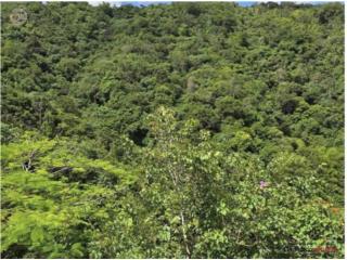 FINCA, QUEBRADA ARRIBA CAYEY