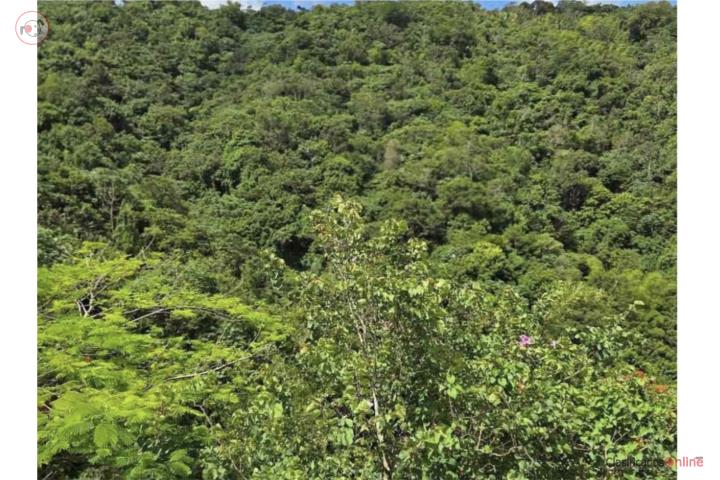 Farm in Quebrada Arriba, Cayey