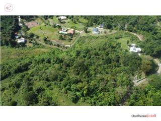Cidra /Cayey, Monticello