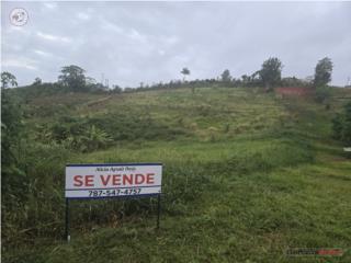 Finca 10,601mc Bo Jagueyes