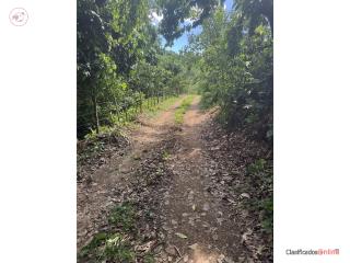 BO:MAMEY,FINCA DE 15 CDAS SEMILLANAS ...