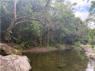 Finca de 98.9 Cuerdas en Peñuelas
