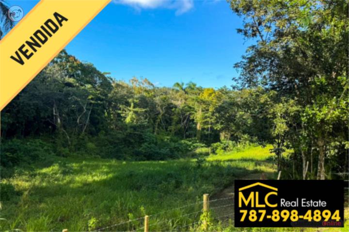 Farm in Cibao, Camuy