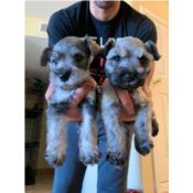 Don Schnauzers Puerto Rico