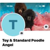 Angel Toy Poodle Puerto Rico