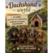Dachshund World Puerto Rico