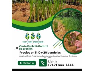 VETIVER-PACHOLI. C9NTROL DE EROSIÓN 