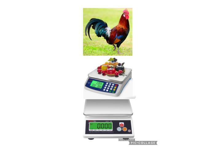 BALANZAS 6/12 LBS PARA GALLOS