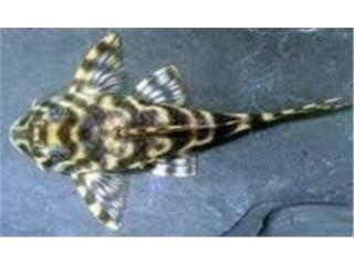 Clown Stripe Pleco, AQUARIUM XTRA